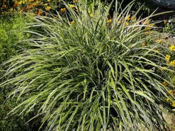 Ice Dance Sedge 5 Ice Dance Sedge -The Tree Center Store Ice Dance Sedge 2 copy 600x450 1