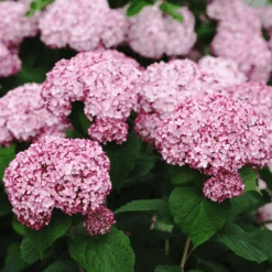 Incrediball® Blush Hydrangea -The Tree Center Store Incrediball® Blush Hydrangea 2 600x600 1
