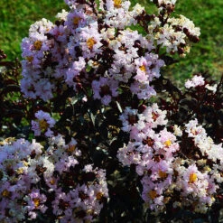 Indulgence Vanilla Gelato Crape Myrtle