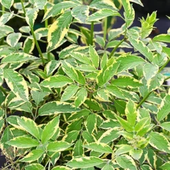 Instant Karma Elderberry -The Tree Center Store Instant Karma Elderberry 3 copy jpg webp