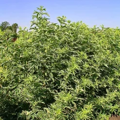 Instant Karma Elderberry -The Tree Center Store Instant Karma Elderberry 4 copy jpg webp