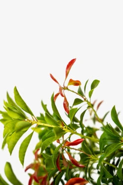 Interstella® Pieris -The Tree Center Store Interstella Pieris 3G 03 600x900 1