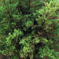 Irish Eyes Cypress -The Tree Center Store Irish Eyes Cypress 2 copy jpg