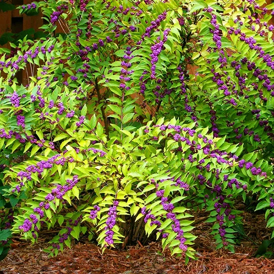 Issai Beautyberry 1 Issai Beautyberry