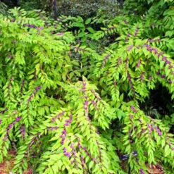 Issai Beautyberry 7 Issai Beautyberry -The Tree Center Store Issai Beautyberry 2 copy jpg webp