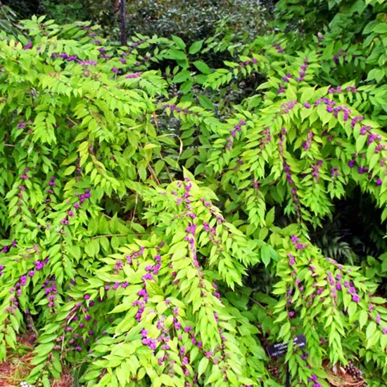 Issai Beautyberry 3 Issai Beautyberry - Image 3