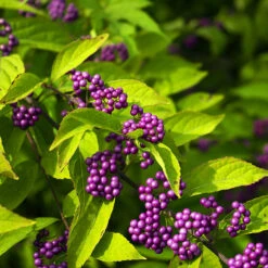 Issai Beautyberry 9 Issai Beautyberry -The Tree Center Store Issai Beautyberry 3 copy 600x600 1