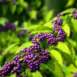 Issai Beautyberry 8 Issai Beautyberry -The Tree Center Store Issai Beautyberry 4 copy jpg webp