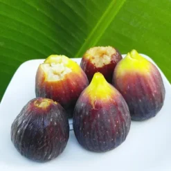 Italian Everbearing Fig 7 Italian Everbearing Fig -The Tree Center Store Italian Everbearing Fig 2 copy jpg webp