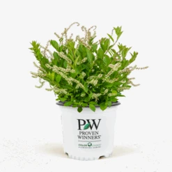 Itea Little Henry® 8 Itea Little Henry® -The Tree Center Store Itea Little Henry 3G 01 1 600x600 1