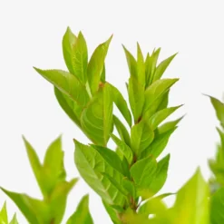 Itea Little Henry® 7 Itea Little Henry® -The Tree Center Store Itea Little Henry 3G 06 copy 1 600x600 1