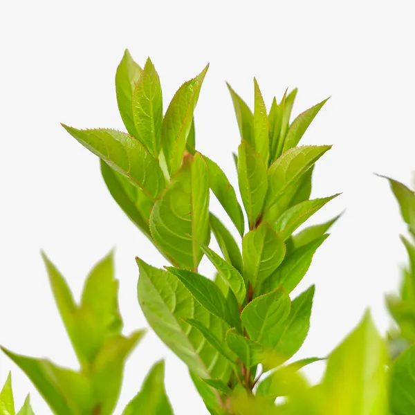 Itea Little Henry® 3 Itea Little Henry® - Image 3