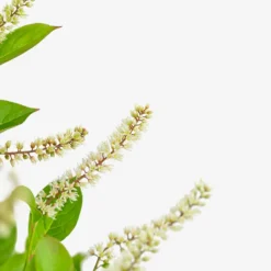 Itea Little Henry® 9 Itea Little Henry® -The Tree Center Store Itea Little Henry 3G 07 copy 1 600x600 1