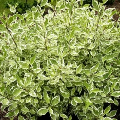 Ivory Halo Red Twig Dogwood -The Tree Center Store Ivory Halo Dogwood 1 copy jpg