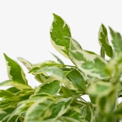 Ivory Halo Red Twig Dogwood -The Tree Center Store Ivory Halo Red Twig Dogwood 1G 02 1 600x600 1