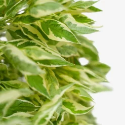 Ivory Halo Red Twig Dogwood -The Tree Center Store Ivory Halo Red Twig Dogwood 1G 05 copy 1 600x600 1