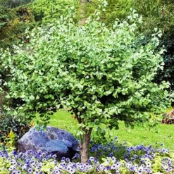 Jade Butterflies Ginkgo Tree -The Tree Center Store Jade Butterfly Maidenhair Tree 1 copy jpg webp