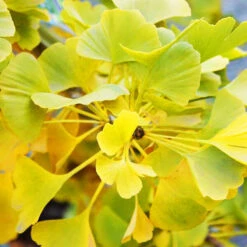 Jade Butterflies Ginkgo Tree -The Tree Center Store Jade Butterfly Maidenhair Tree 3 copy 600x600 1