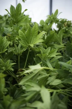 Japanese Aralia -The Tree Center Store JapaneseAralia copy 600x900 1