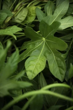 Japanese Aralia -The Tree Center Store JapaneseAralia2 600x900 1