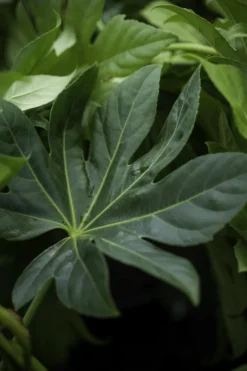 Japanese Aralia -The Tree Center Store JapaneseAralia3 600x900 1