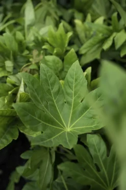 The Tree Center Store 45 The Tree Center Store -The Tree Center Store JapaneseAralia4 600x900 1