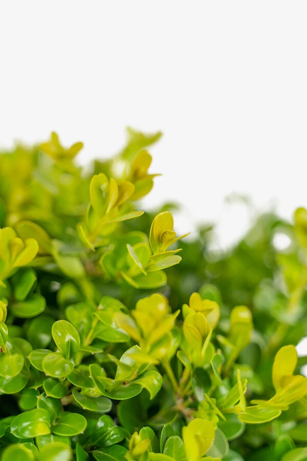 Japanese Littleleaf Boxwood 2 Japanese Littleleaf Boxwood - Image 2