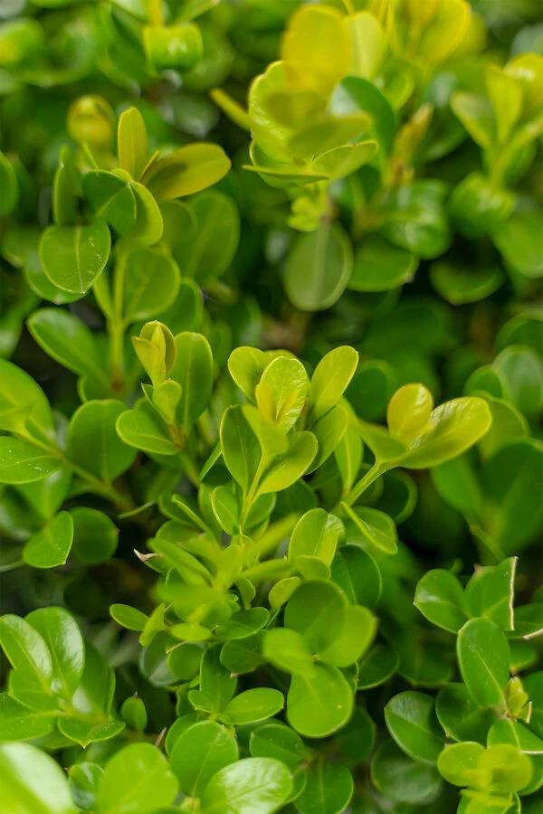 Japanese Littleleaf Boxwood 1 Japanese Littleleaf Boxwood