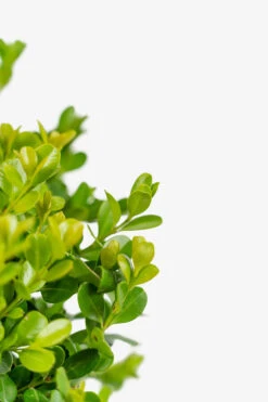 Japanese Littleleaf Boxwood 9 Japanese Littleleaf Boxwood -The Tree Center Store Japanese Boxwood 5G 04 copy 600x900 1