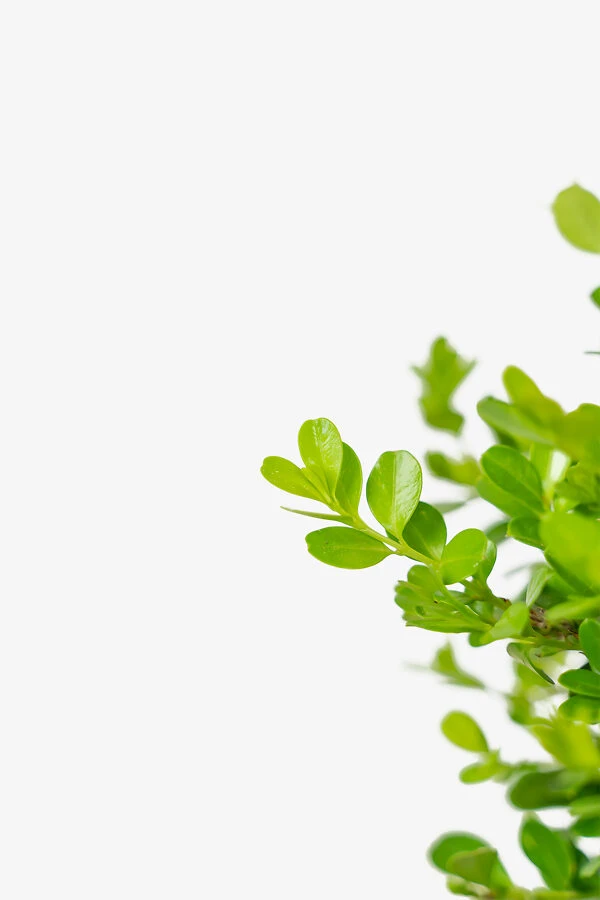 Japanese Littleleaf Boxwood 3 Japanese Littleleaf Boxwood - Image 3