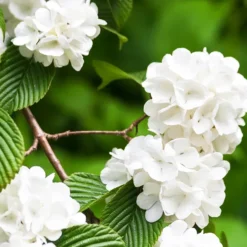Japanese Snowball Viburnum -The Tree Center Store Japanese Snowball Viburnum 2 copy jpg webp