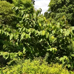 Japanese Snowball Viburnum -The Tree Center Store Japanese Snowball Viburnum 2 jpg