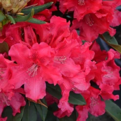Jean Marie Rhododendron -The Tree Center Store Jean Marie Rhododendron 2 copy jpg