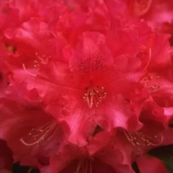 Jean Marie Rhododendron -The Tree Center Store Jean Marie Rhododendron 3 copy jpg