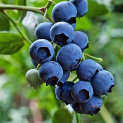 Jersey Blueberry -The Tree Center Store Jersey Blueberry 1 copy 600x600 1