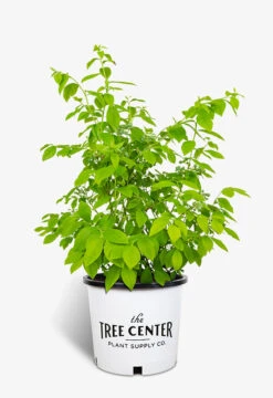 Jersey Blueberry -The Tree Center Store Jersey Blueberry 3G 01 600x875 1