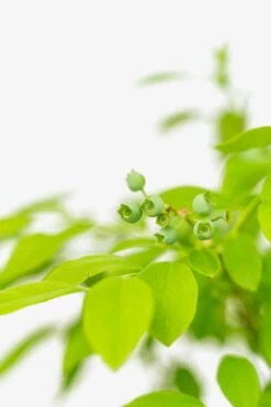 Jersey Blueberry -The Tree Center Store Jersey Blueberry 3G 04 copy 600x900 1