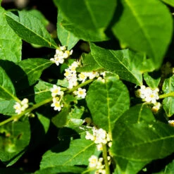 Jim Dandy™ Winterberry Holly -The Tree Center Store Jim Dandy Winterberry 1 copy 600x600 1