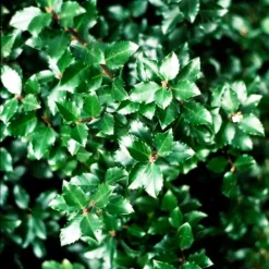 Jim Dandy™ Winterberry Holly -The Tree Center Store Jim Dandy Winterberry 2 copy jpg webp