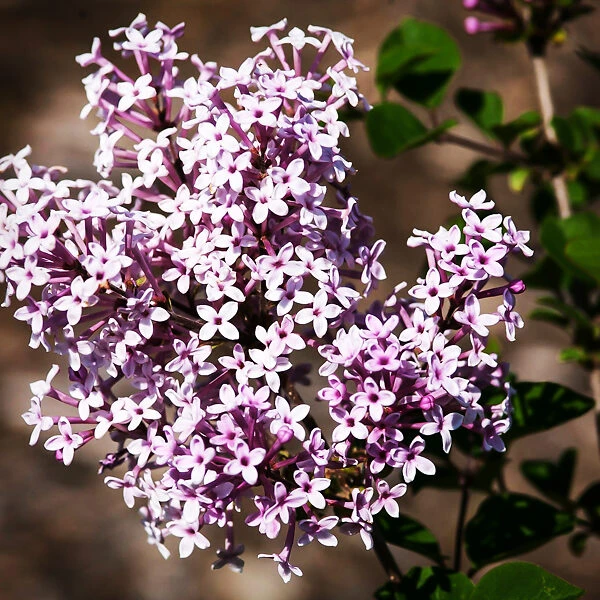 Josee Lilac 2 Josee Lilac - Image 2