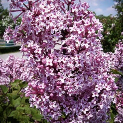 Josee Lilac 8 Josee Lilac -The Tree Center Store Josee Lilac 4 copy 600x600 1