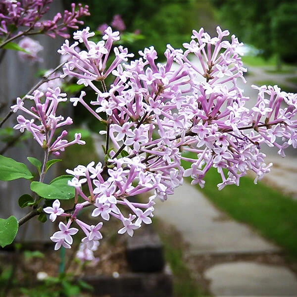 Josee Lilac 3 Josee Lilac - Image 3