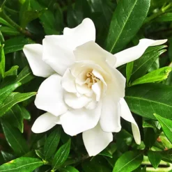 Jubilation™ Gardenia -The Tree Center Store Jubilation Gardenia 1 copy jpg