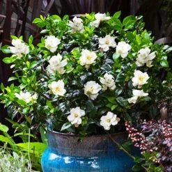 Jubilation™ Gardenia
