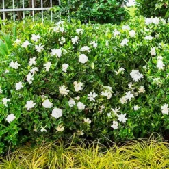 Jubilation™ Gardenia -The Tree Center Store Jubilation Gardenia 4 copy jpg webp