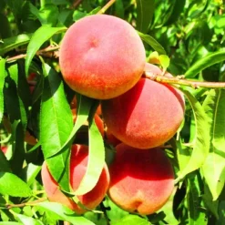 July Prince Peach Tree -The Tree Center Store July Prince Peach Tree 3 jpg webp