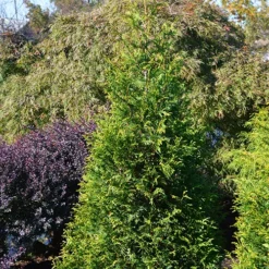 Junior Giant Arborvitae -The Tree Center Store Junior Giant Arborvitae 3 copy jpg