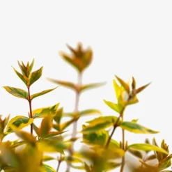 Kaleidoscope Abelia -The Tree Center Store Kaleidoscope Abelia 3G 02 1 600x600 1