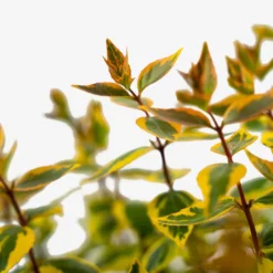 Kaleidoscope Abelia -The Tree Center Store Kaleidoscope Abelia 3G 04 1 600x600 1