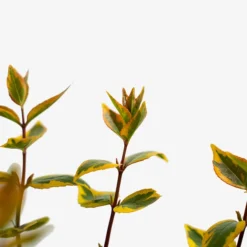 Kaleidoscope Abelia -The Tree Center Store Kaleidoscope Abelia 3G 06 1 600x600 1